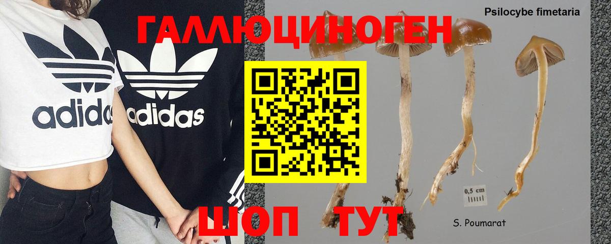 Псилоцибиновые грибы Psilocybe Аша